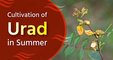 Urad Cultivation in Summer: Climate, Soil, Varieties, Disease and Pest ...