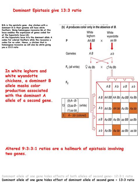 Lecture 9 One Gene One enzyme - ppt download