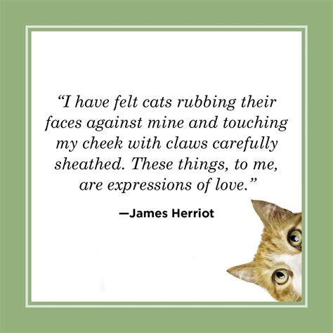 White Cat Quotes at Wanda Hatton blog