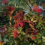 Image result for Yaupon Holly Shrub