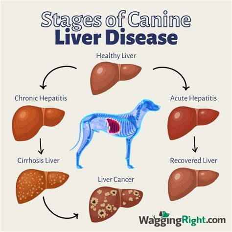 Liver Disease in Dogs: Best Foods and Successful Remedies - Wagging Right