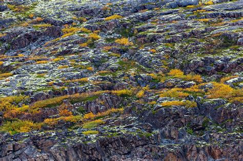 Lichen Plant In Tundra
