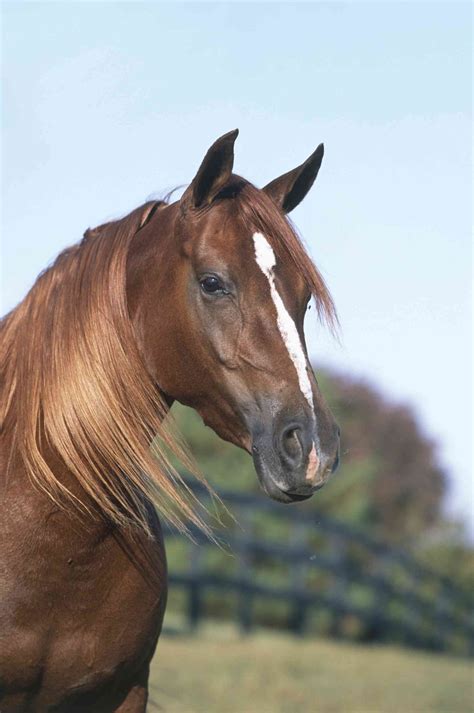 Horse Facial Markings and What They Mean