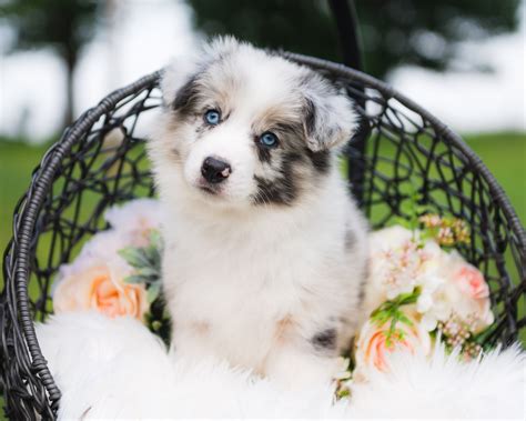 2J 2K Border Collie Puppies | AKC Bred With Heart Breeder