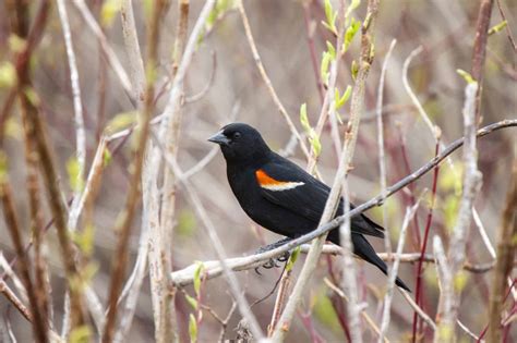The 5 Species of Blackbirds Found in Texas