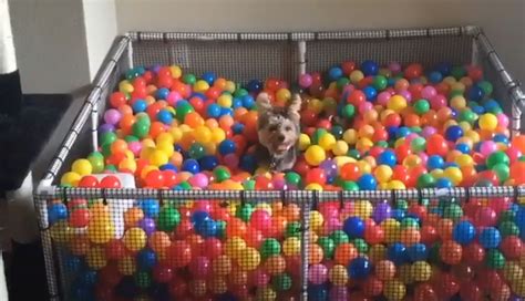 Small Dog Ball Pit at Kenneth Locke blog