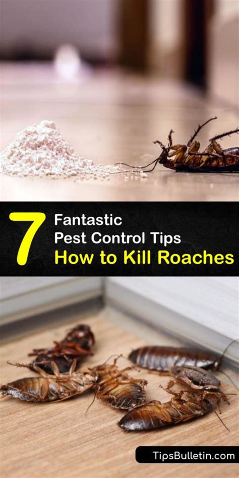 How to Kill Cockroach 的图像结果
