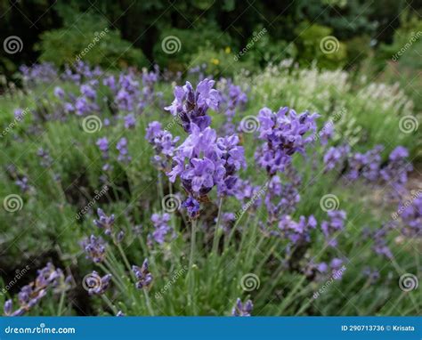 Close-up Shot of Group of Lavender (lavandula) Flowering with Light ...