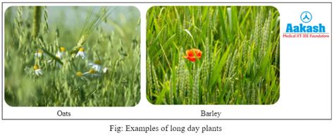 Photoperiodism: Meaning, Mechanism, induction & Types | AESL