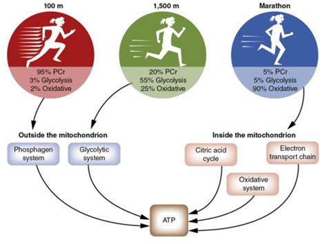 Image result for Understanding Energy Systems Exercise