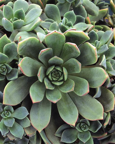 Aeonium Haworthii Pinwheel