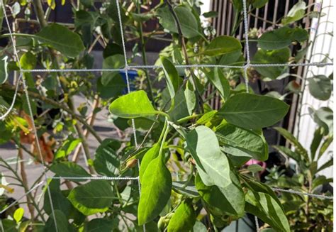 How to Make a Trellis Using Netting 的图像结果