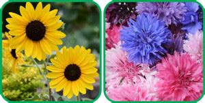 Agrey Cornflower Mix Color (50 Seeds) And Sunflower Tall (50 Seeds ...