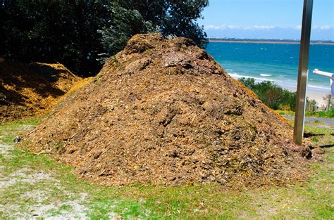 Pile of farmyard manure roughages or fodder fed to the cattle. 12596361 ...