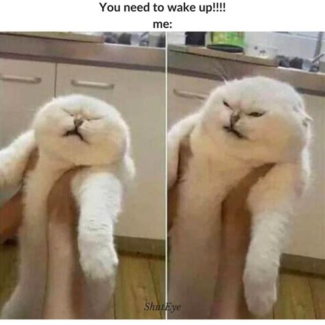 30+ Funny Waking Up Memes That Brighten Your Day - ShutEye