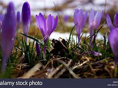 Image result for Maine Spring Flowers in Snow