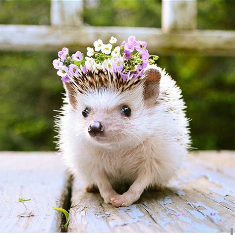 Hedgehog Pet at Brooke Murray blog
