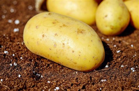 最常见的土豆在英国的超市里居然有那么多个品种？_口感