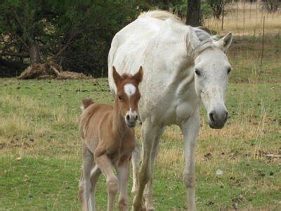 NORTH HILLS COUNTRY HOUSE - Lodge Reviews & Photos (Klerksdorp ...