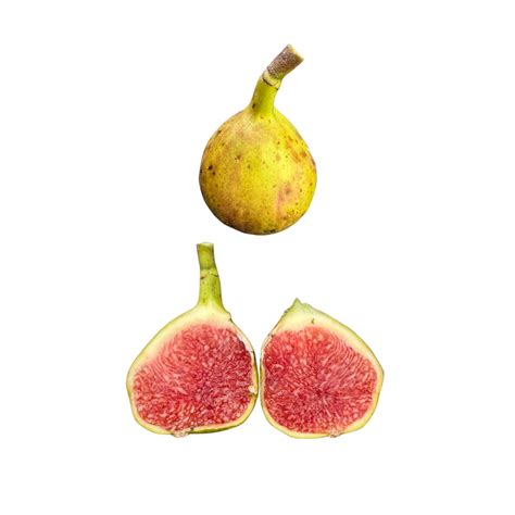 Coll de Dama Ciutat Fig Tree | Exquisite Spanish Figs | Lazy Dog Farm