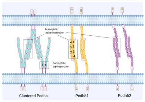 Cells | Special Issue : Synaptic Dysfunction in Health and Disease