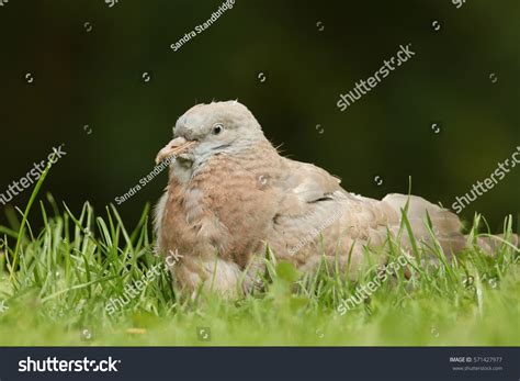 Cute Baby Woodpigeon Columba Palumbus Sitting Stockfoto 571427977 | Shutterstock