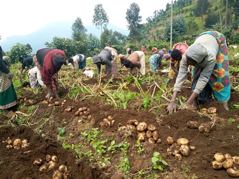 Rwanda Soil Information System Launched to Revolutionize Agricultural Productivity - Smart ...