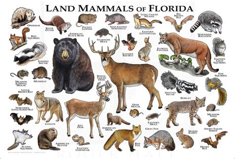 Native To Florida Animals