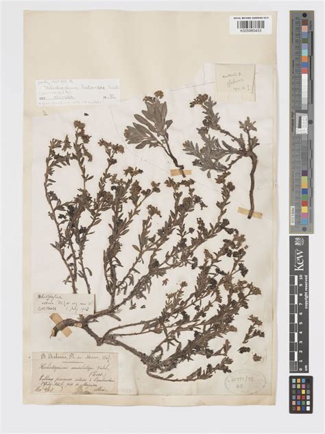 Heliotropium ramosissimum (Lehm.) Sieber ex DC. | Plants of the World ...