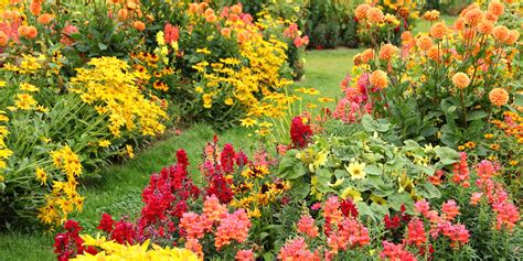 25 Best Fall Flowers & Plants - Flowers That Bloom in Autumn
