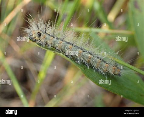 Fall Webworm Moth (Hyphantria cunea Stock Photo - Alamy