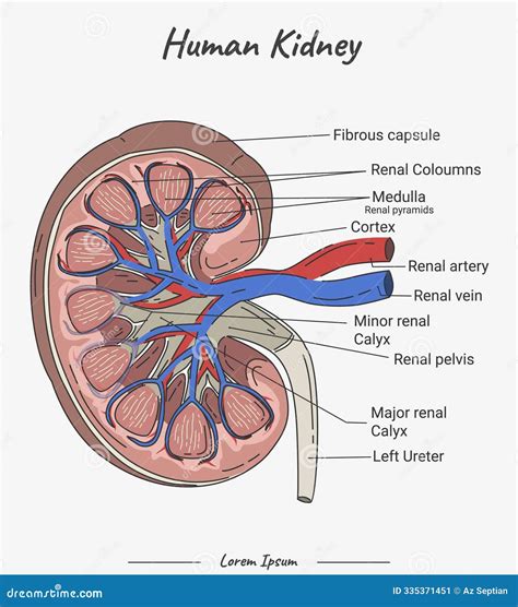 Internal Anatomy Of The Kidney Female Urinary System In X Ray Stock