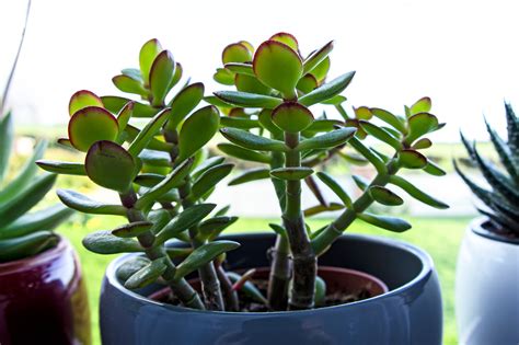 Money Plant Jade Plant (Crassula Ovata) Guide Our House, 46% OFF
