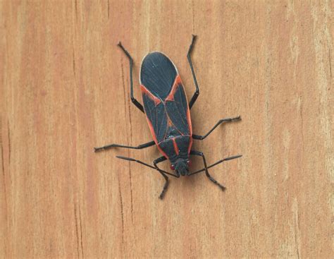Do Boxelder Bugs Bite Humans? | EcoGuard Pest Management