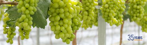 Grapes Safety Testing: Pesticides, Contaminants, & Quality Assurance