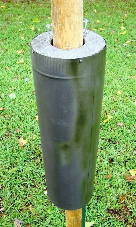 Squirrel House With Predator Guard at Marjorie Lockett blog