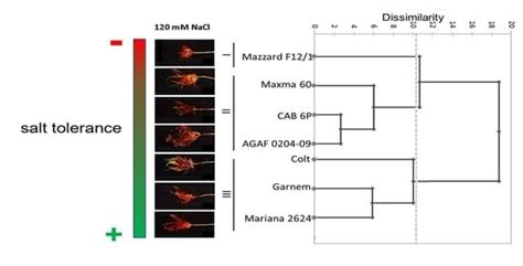 Effective Categorization of Tolerance to Salt Stress through Clustering ...