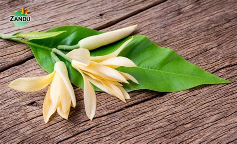 Champaka Flower: 11 Uses, Benefits and Remedies in Ayurveda