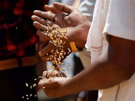 Unusual temperatures deepen Indian farmers' rabi crop fears; rain ...