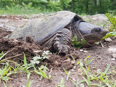 Snapping Turtle Eggs