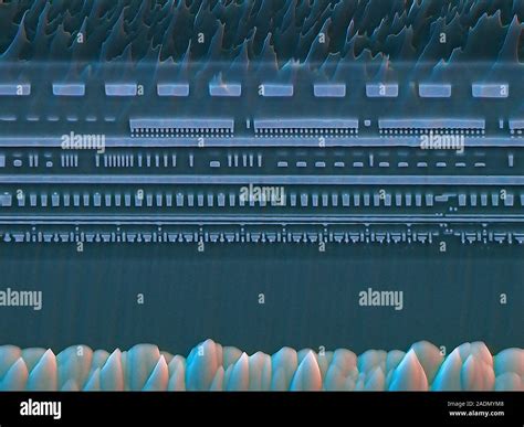 Image result for Microchip Microscope