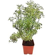 Native Earth® Aralia Variegated White Plant Indoor Air Purifying Live ...