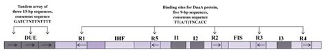 Figure 27.1: E.Coli Origin of Replication.