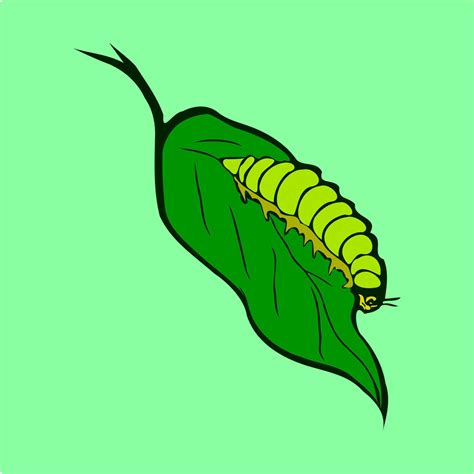 Caterpillar on the leaf vector 20579999 Vector Art at Vecteezy