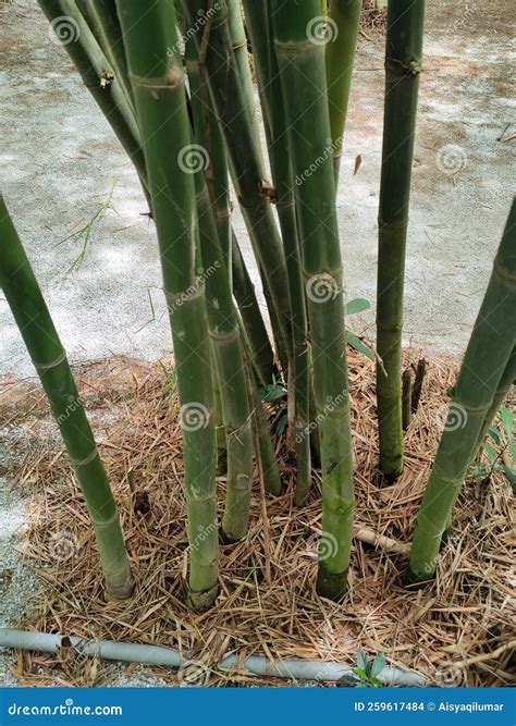 Can Bamboo Be Refinished at Christopher Bryant blog