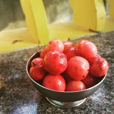 lubica Live Plant Flacourtia Jangomas Lubica/Lovlolika/Vayyamkaitha ...