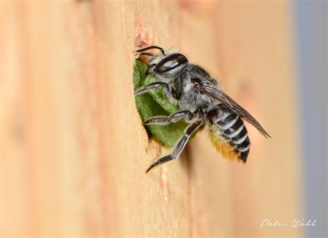 Bee Facts - Bees Knees