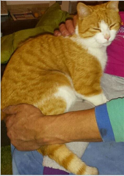 Tiere Kleinanzeigen Halle Saale Anzeigenmarkt Halle Saale