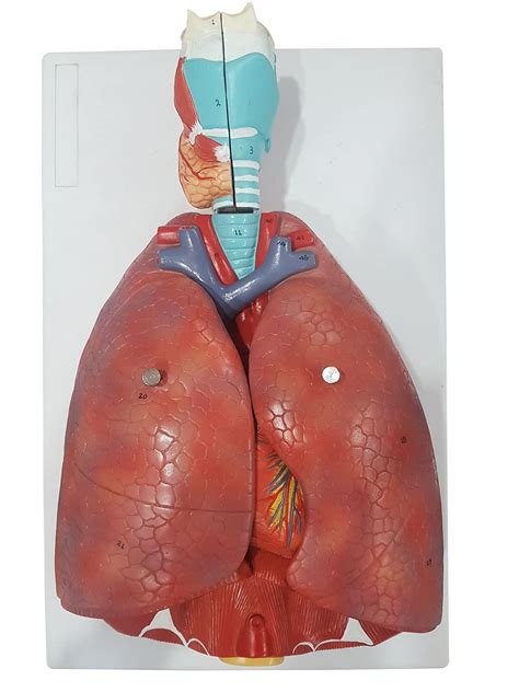 ZX | Human Respiratory System and Lungs Model 7 Parts including larynx ...