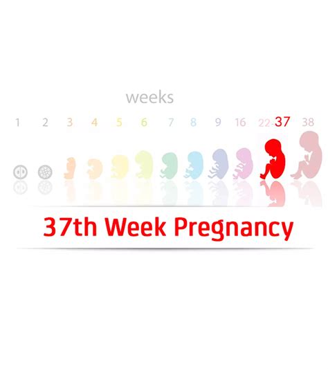 19 Weeks Pregnant: Signs, Symptoms, Baby Development & Tips